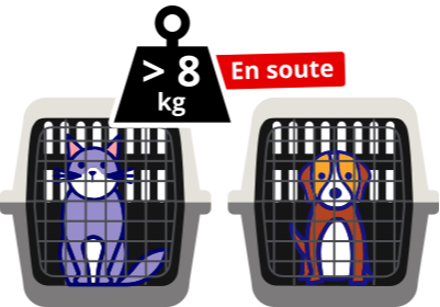 image transport animaux soute